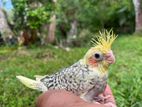 Cocktail birds