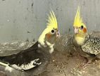 Cockatiel Birds