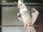 Cocktail Birds