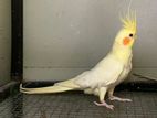 Cocktail Birds