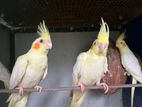 Cocktail Birds