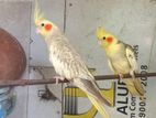 Cocktail Birds