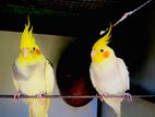 COCKTAIL BIRDS