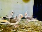Cocktail Birds