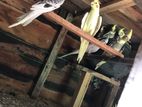 Cocktail Birds