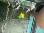 Cocktail Birds