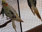 cocktail birds