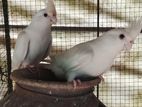 Cocktail Birds