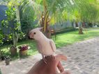 Cockatiel Birds