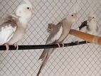 Cockatiel Birds