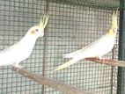 cocktail birds