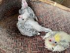 Cocktail Birds