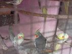 Cockatiel Birds