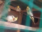 Cocktail Birds