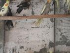 Cockatiel Chicks