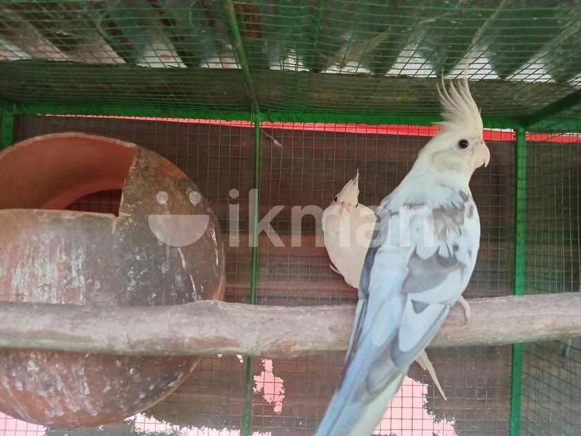 Cocktail Birds Cockatiel For Sale Shipping Cockatiel Birds Pet - Main Image