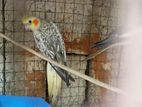 Cockatiel Birds