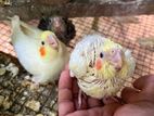 Cockatiel Bird