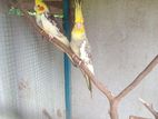 Cockatiel Birds