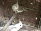 Cocktail birds