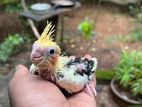 Cocktail Birds