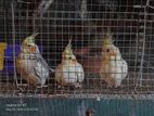 Cockatiel Birds