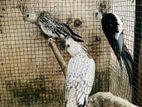 Cockatiel Birds