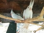 Cockatiel Birds