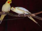 Cocktail Birds