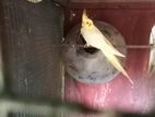 Cockatiel Birds