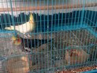 Cocktail Birds with Cage