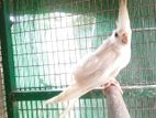 Cockatiel Birds