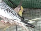Cockatiel birds