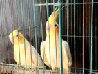 Cocktail Breeding Pair