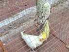 Cockatiel Birds