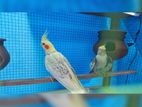 Cockatiel Birds