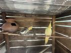 Cocktail Breeding Pair