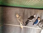 Cockatiel Breeding Pair