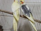Cocktail Breeding Pair