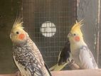 Cocktail Breeding Pair