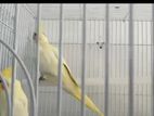Cockatiel Breeding Pair