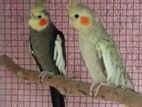 Cockatiel Breeding Pair