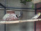 Cocktail Breeding Pair