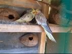 Cockatiel Breeding Pair