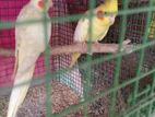 cocktail breeding pair with 3 chicks