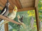 Cockatiel Bird