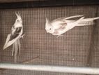 Cockatail Breeding Pair