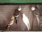 Cockatail Breeding Pair