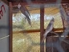 Cockatiel Breeding Pairs