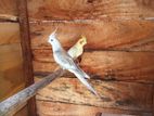 Cockatiel Breeding Pair